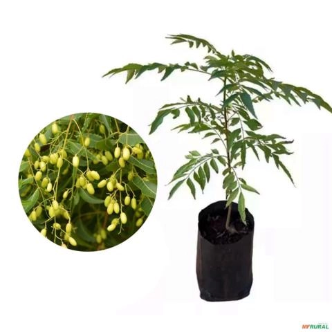 Muda de Neem Pronta Para Plantio 10cm a 50cm Imagem Muda de Neem Pronta Para Plantio 10cm a 50cm