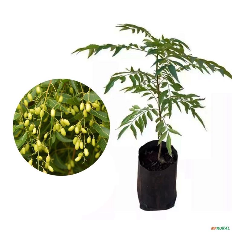 Muda de Neem Pronta Para Plantio 10cm a 50cm Imagem Muda de Neem Pronta Para Plantio 10cm a 50cm