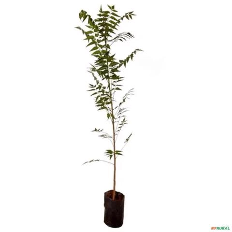 Imagem Muda de Neem Pronta Para Plantio 10cm a 50cm Imagem Muda de Neem Pronta Para Plantio 10cm a 50cm