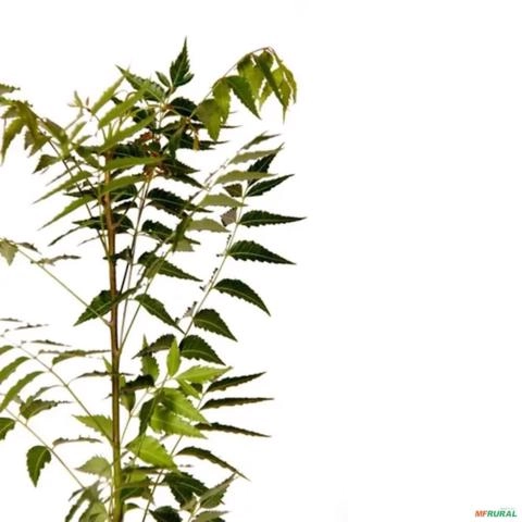 Imagem Muda de Neem Pronta Para Plantio 10cm a 50cm Imagem Muda de Neem Pronta Para Plantio 10cm a 50cm