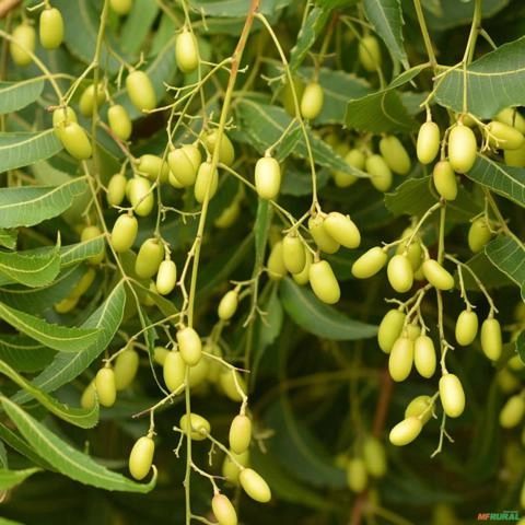 Imagem Muda de Neem Pronta Para Plantio 10cm a 50cm Imagem Muda de Neem Pronta Para Plantio 10cm a 50cm