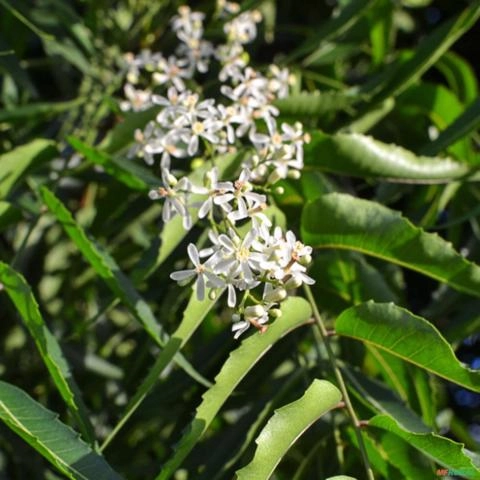 Imagem Muda de Neem Pronta Para Plantio 10cm a 50cm Imagem Muda de Neem Pronta Para Plantio 10cm a 50cm