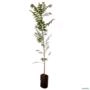 Muda de Neem de 10 a 50 cm Imagem Muda de Neem de 10 a 50 cm