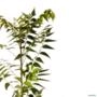 Muda de Neem de 10 a 50 cm Imagem Muda de Neem de 10 a 50 cm