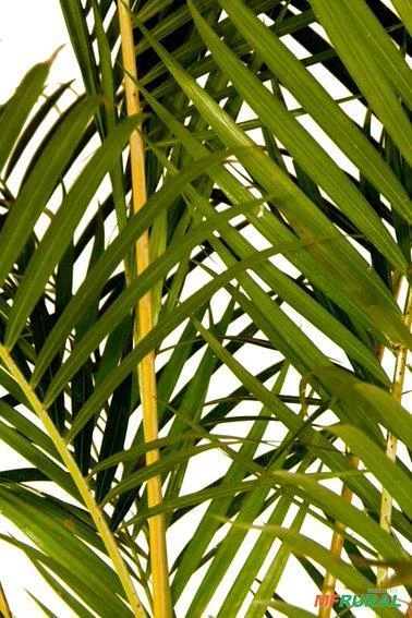 Muda de Areca Bambu Altura 0,40 cm a 0,80 cm