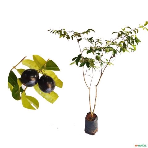 Muda De Pitomba (Talisia esculenta) de 20 a 40cm Imagem Muda De Pitomba (Talisia esculenta) de 20 a 40cm