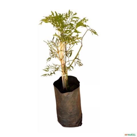 Imagem Muda de Árvore da Felicidade Altura 0,40 cm a 0,80 cm Imagem Muda de Árvore da Felicidade Altura 0,40 cm a 0,80 cm