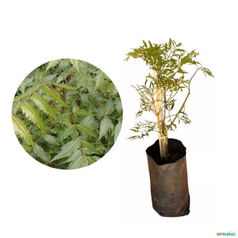 Muda de Árvore da Felicidade de 40 a 80 cm Imagem Muda de Árvore da Felicidade de 40 a 80 cm