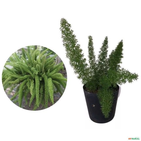 Muda de Aspargo Rabo de Gato Altura 0,40 cm a 0,80 cm Imagem Muda de Aspargo Rabo de Gato Altura 0,40 cm a 0,80 cm