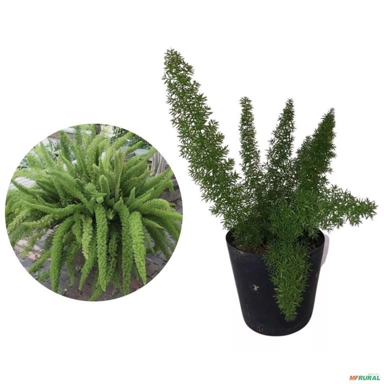 Muda de Aspargo Rabo de Gato Altura 0,40 cm a 0,80 cm Imagem Muda de Aspargo Rabo de Gato Altura 0,40 cm a 0,80 cm