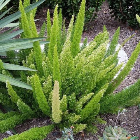 Imagem Muda de Aspargo Rabo de Gato Altura 0,40 cm a 0,80 cm Imagem Muda de Aspargo Rabo de Gato Altura 0,40 cm a 0,80 cm