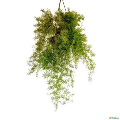 Imagem Muda de Aspargo Rabo de Gato Altura 0,40 cm a 0,80 cm Imagem Muda de Aspargo Rabo de Gato Altura 0,40 cm a 0,80 cm