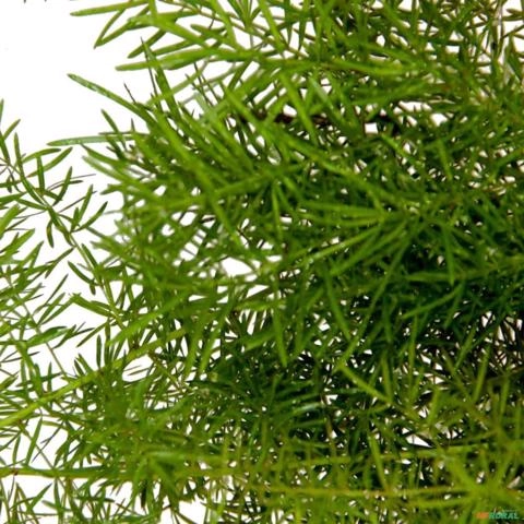 Imagem Muda de Aspargo Rabo de Gato Altura 0,40 cm a 0,80 cm Imagem Muda de Aspargo Rabo de Gato Altura 0,40 cm a 0,80 cm