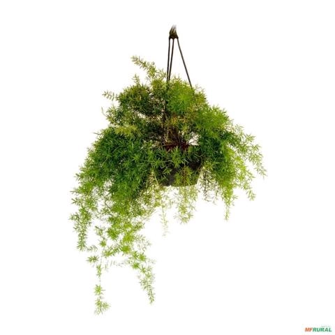 Imagem Muda de Aspargo Rabo de Gato Altura 0,40 cm a 0,80 cm Imagem Muda de Aspargo Rabo de Gato Altura 0,40 cm a 0,80 cm