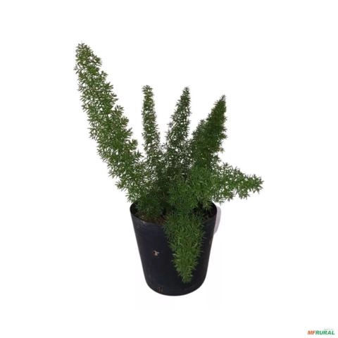 Imagem Muda de Aspargo Rabo de Gato Altura 0,40 cm a 0,80 cm Imagem Muda de Aspargo Rabo de Gato Altura 0,40 cm a 0,80 cm