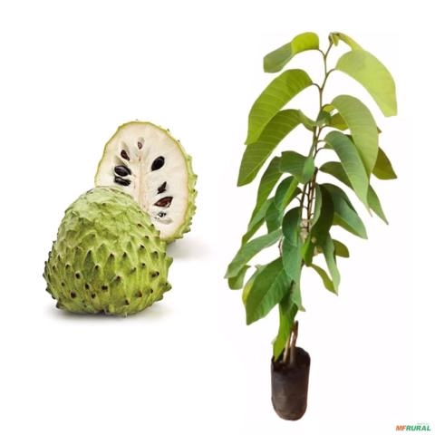 Muda de Atemoia Altura 0,40 cm a 0,80 cm Imagem Muda de Atemoia Altura 0,40 cm a 0,80 cm