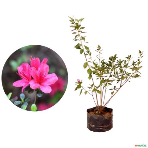 Muda de Azaleia Altura de 0,40 cm a 0,80 cm Imagem Muda de Azaleia Altura de 0,40 cm a 0,80 cm