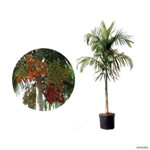 Muda de Palmeira Carpentaria de 20 a 50 cm Imagem Muda de Palmeira Carpentaria de 20 a 50 cm