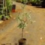 Muda de Oliveira de 40 a 80 cm, Árvore de Azeitona para Vaso ou Quintal Imagem Muda de Oliveira de 40 a 80 cm, Árvore de Azeitona para Vaso ou Quintal