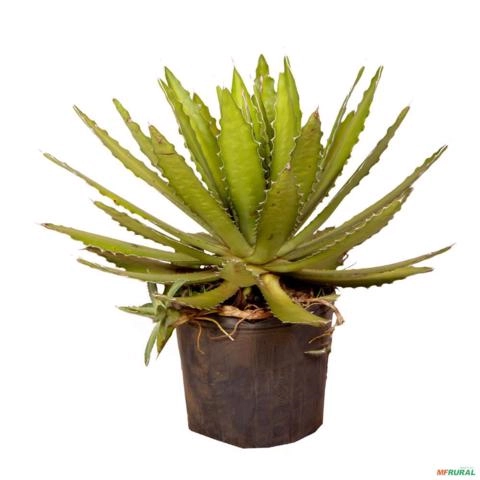 Muda de Babosa Altura 0,40 cm a 0,80 cm Imagem Muda de Babosa Altura 0,40 cm a 0,80 cm