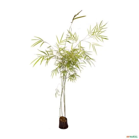 Muda de Bambuza Altura 0,40 cm a 0,80 cm