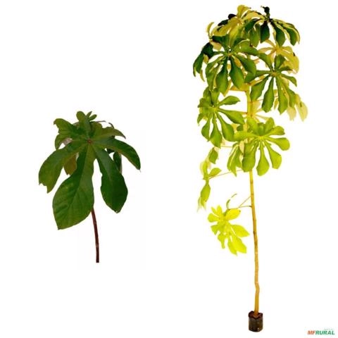 Muda de Banana de Macaco de 40 a 80 cm Imagem Muda de Banana de Macaco de 40 a 80 cm