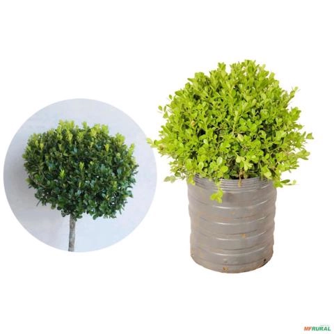 Muda de Buxinho Altura 0,40 cm a 0,80 cm Imagem Muda de Buxinho Altura 0,40 cm a 0,80 cm