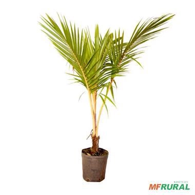Muda de Coco Amarelo Altura 1,5 m Imagem Muda de Coco Amarelo Altura 1,5 m