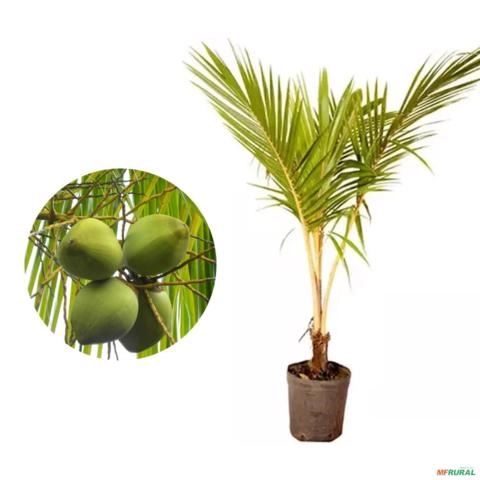Muda de Coco Anão Praiano de 1,5 a 1,8 m Imagem Muda de Coco Anão Praiano de 1,5 a 1,8 m