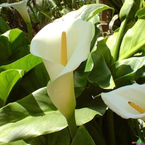 Muda de Copo de Leite Altura 0,40 cm a 0,80 cm Imagem Muda de Copo de Leite Altura 0,40 cm a 0,80 cm