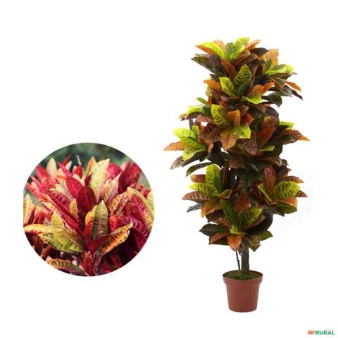Muda De Croton Tropical Altura De 0,40 Cm A 0,80 Cm Imagem Muda De Croton Tropical Altura De 0,40 Cm A 0,80 Cm