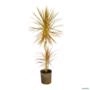 Muda de Dracena Tricolor Altura 0,40 cm a 0,80 cm Imagem Muda de Dracena Tricolor Altura 0,40 cm a 0,80 cm