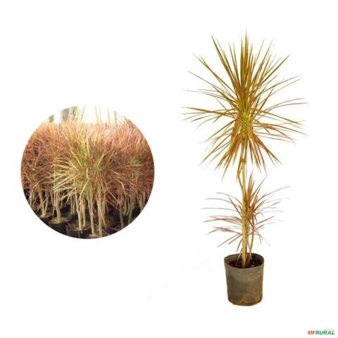 Muda de Dracena Tricolor de 40 a 80 cm Imagem Muda de Dracena Tricolor de 40 a 80 cm