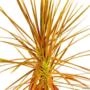 Muda de Dracena Tricolor de 40 a 80 cm Imagem Muda de Dracena Tricolor de 40 a 80 cm