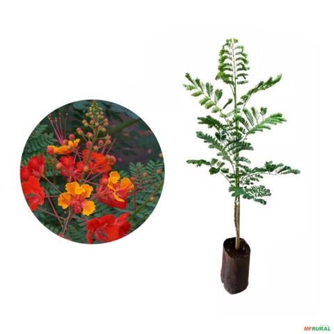 Muda de Flamboyant Mirim de 40 a 80 cm Imagem Muda de Flamboyant Mirim de 40 a 80 cm