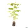 Muda de Flamboyant Mirim de 40 a 80 cm Imagem Muda de Flamboyant Mirim de 40 a 80 cm