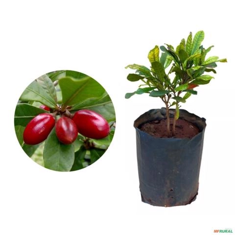 Muda de Fruta do Milagre Produzindo de 40 a 80 cm Imagem Muda de Fruta do Milagre Produzindo de 40 a 80 cm