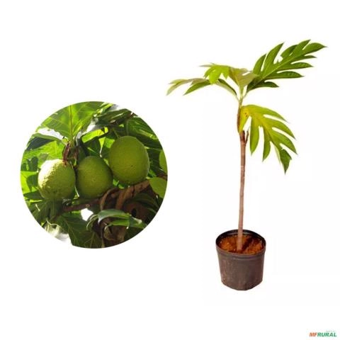 Muda de Fruta Pão Altura 0,40 cm a 0,80 cm Imagem Muda de Fruta Pão Altura 0,40 cm a 0,80 cm