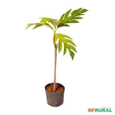 Imagem Muda de Fruta Pão Altura 0,40 cm a 0,80 cm Imagem Muda de Fruta Pão Altura 0,40 cm a 0,80 cm