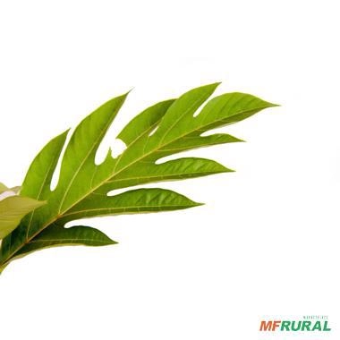 Imagem Muda de Fruta Pão Altura 0,40 cm a 0,80 cm Imagem Muda de Fruta Pão Altura 0,40 cm a 0,80 cm