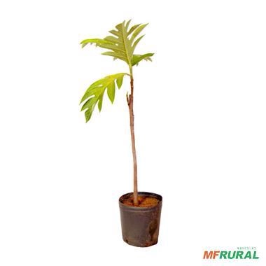 Imagem Muda de Fruta Pão Altura 0,40 cm a 0,80 cm Imagem Muda de Fruta Pão Altura 0,40 cm a 0,80 cm