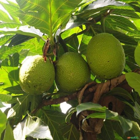 Imagem Muda de Fruta Pão Altura 0,40 cm a 0,80 cm Imagem Muda de Fruta Pão Altura 0,40 cm a 0,80 cm