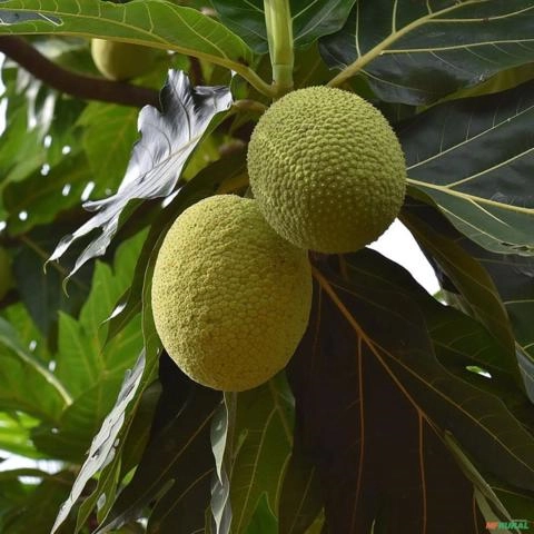 Imagem Muda de Fruta Pão Altura 0,40 cm a 0,80 cm Imagem Muda de Fruta Pão Altura 0,40 cm a 0,80 cm