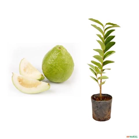 Muda de Goiaba Branca Altura 0,40 cm a 0,80 cm Imagem Muda de Goiaba Branca Altura 0,40 cm a 0,80 cm