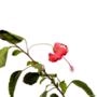 Muda de Hibisco Altura 0,40 cm a 0,80 cm Imagem Muda de Hibisco Altura 0,40 cm a 0,80 cm