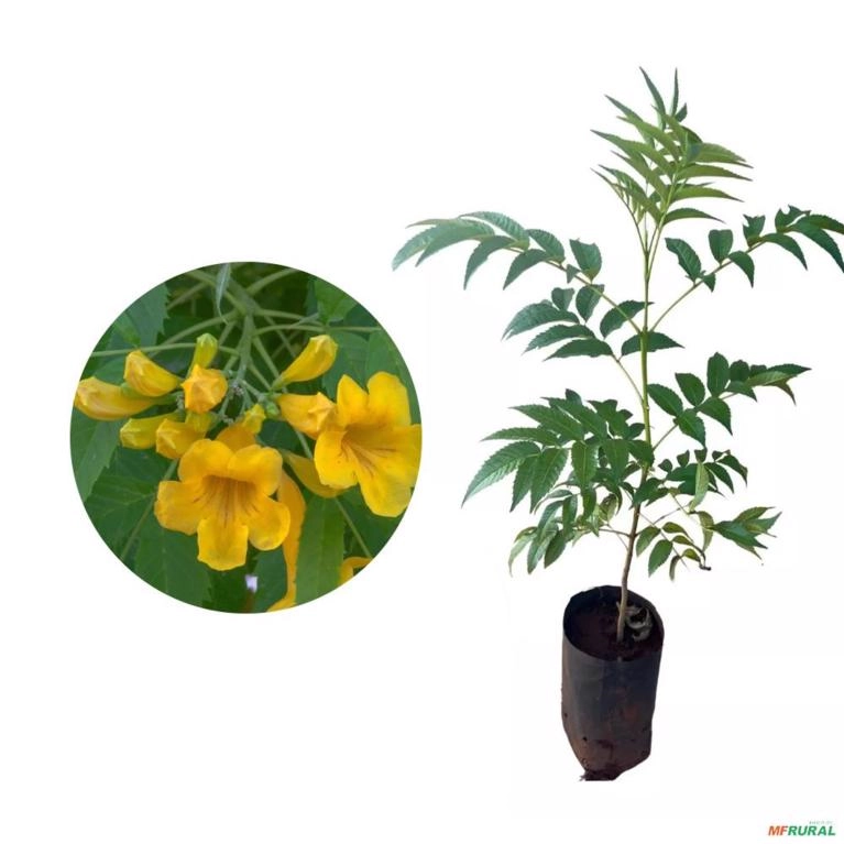 Muda de Ipê Mirim Amarelo Altura 0,40 cm a 0,80 cm Imagem Muda de Ipê Mirim Amarelo Altura 0,40 cm a 0,80 cm