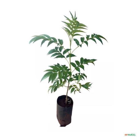 Imagem Muda de Ipê Mirim Amarelo Altura 0,40 cm a 0,80 cm Imagem Muda de Ipê Mirim Amarelo Altura 0,40 cm a 0,80 cm