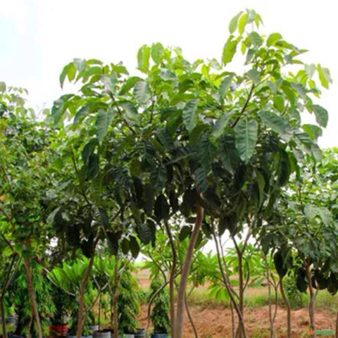 Imagem Muda de Ipê Mirim Amarelo Altura 0,40 cm a 0,80 cm Imagem Muda de Ipê Mirim Amarelo Altura 0,40 cm a 0,80 cm