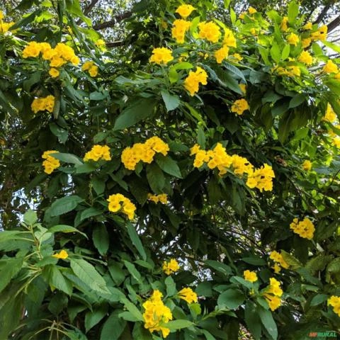 Imagem Muda de Ipê Mirim Amarelo Altura 0,40 cm a 0,80 cm Imagem Muda de Ipê Mirim Amarelo Altura 0,40 cm a 0,80 cm