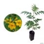 Muda de Ipê Mirim Amarelo de 40 a 80 cm Imagem Muda de Ipê Mirim Amarelo de 40 a 80 cm